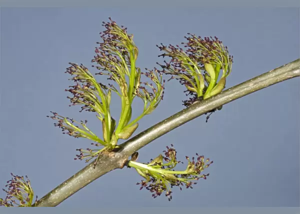 Flowers on ash, Fraxinus excelsior, wood in spring