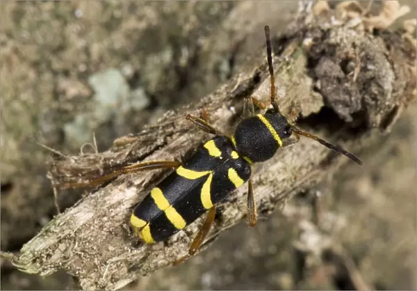 A wasp beetle, Clytus arietis, on rotten wood