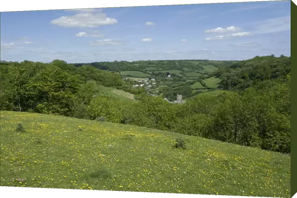 Looking towards Branscombe village on an early summer day in Devon with trees in new leaf buttercups in flower