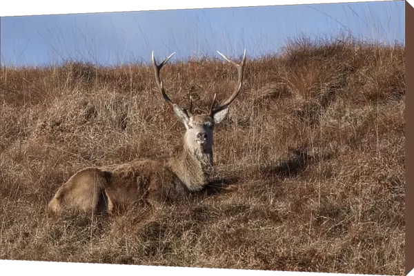 Red Deer stag resting on the Isle of Jura