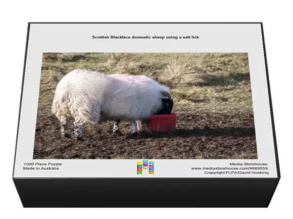 Scottish Blackface domestic sheep using a salt lick