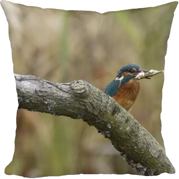Common Kingfisher with Stickleback - Lackford Lake, Suffolk