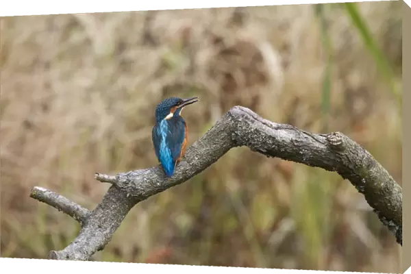 Common Kingfisher calling, juvenile bird with white tip to bill - Lackford Lake, Suffolk