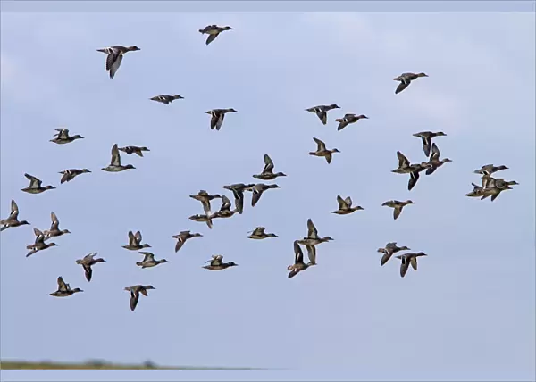 Flock of mainly Teal with a few Wigeon flying, North Norfolk