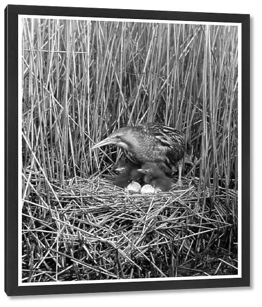 Bittern at nest, Minsmere Suffolk 1950. Taken by Eric Hoskng