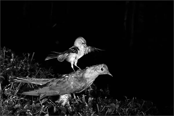 Chaffinch attacking a stuffed Cuckoo Staverton 1948. Photographed by Eric Hosking using a High Speed Flash unit to stop