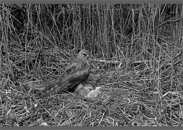 Hen Harrier at nest Tupos, Finland. Taken by Eric Hosking in 1958
