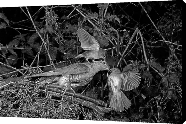 Nightingale attaching a stuffed Cuckoo - Staverton Suffolk. Taken by Eric Hosking in 1948