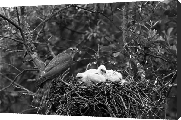 Sparrowhawk at nest, Hickling Norfolk 1942