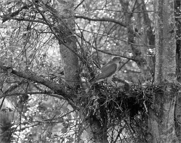 Sparrowhawk at nest, Hickling Norfolk 1941
