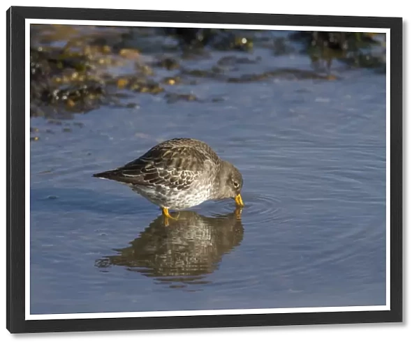 Purple Sandpiper in winter plumage probing for food in shallow sea water