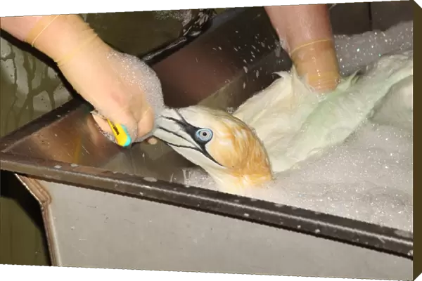 Seabird rescue, contaminated Northern Gannet (Morus bassanus) adult, being cleaned by person