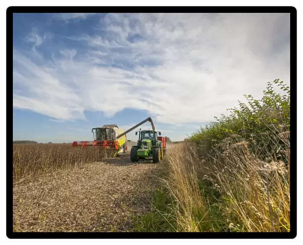 Spring Bean, Fuego crop, Cls combine harvester loading John Deere tractor and trailer from auger, Norfolk, England