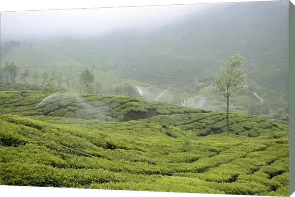 Tea (Camellia sinensis) crop, with irrigator system watering plantation during misty weather, Munnar, Idukki District