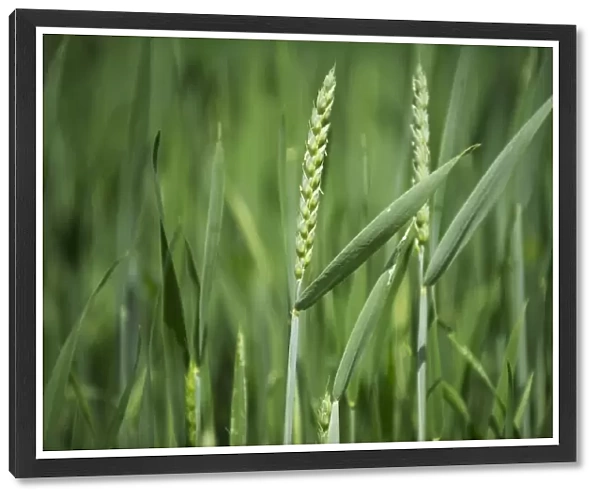 Wheat (Triticum aestivum) crop, ripening ears in flower, Sweden, june