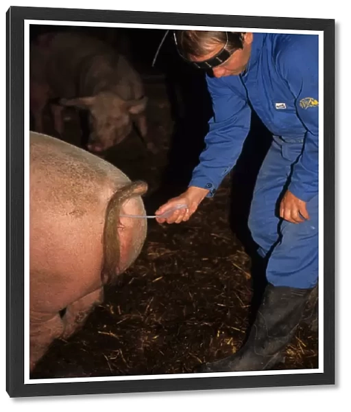 Pig farming, herdsman preforming artificial insemination on Large White sow, Sweden