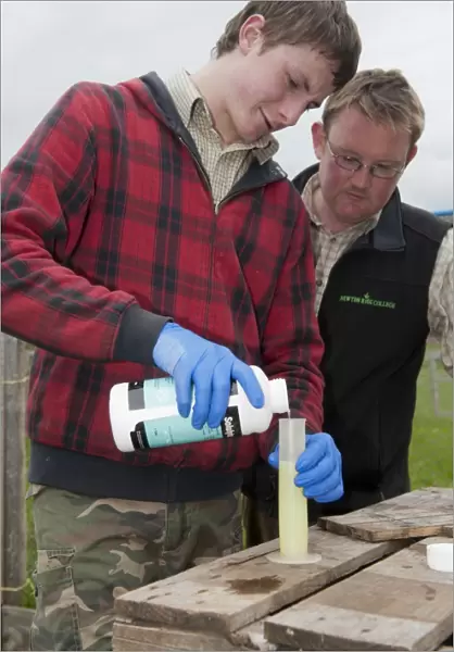 Gamebird farming, trainee gamekeeper watched by tutor, adding solulyte to water which helps prevent stress amongst