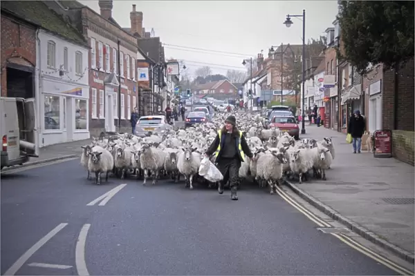 Sheep farming, shepherd leading flock of crossbred mule ewes down town high street, returning back to farm for lambing