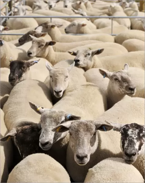 Sheep farming, ewes in pens, waiting to be sold at sale, Thame Sheep Fair, Oxfordshire, England, August