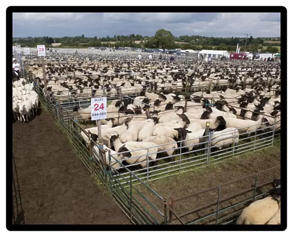 Sheep farming, breeding ewes herded through pens to auction ring at sale, Thame Sheep Fair, Oxfordshire, England