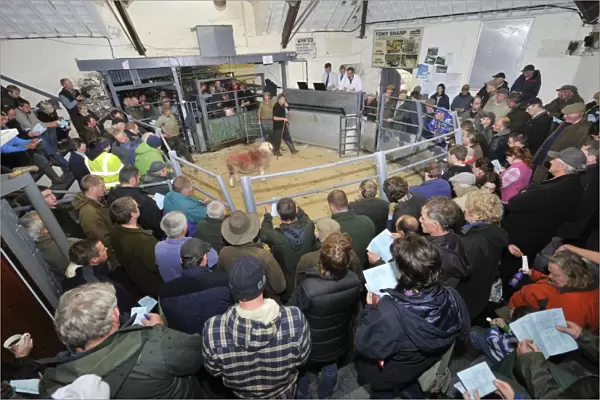 Livestock market, farmers around sale ring with Herdwick ram, at annual tup sale, Broughton in Furness, Lake District