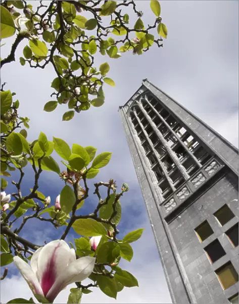 Christ Church Cathedral and Magnolia Flower, Nelson, South Island, New Zealand