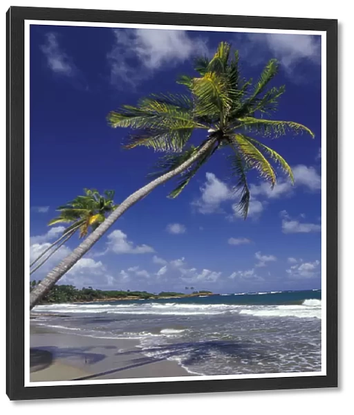 CARIBBEAN, Grenada Palm trees lining coastline
