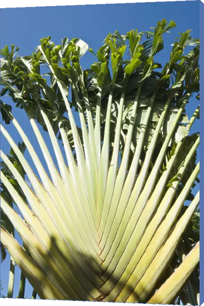 Ravenala Madagascariensis Palm, Travellers Tree or Travellers Palm, Antigua