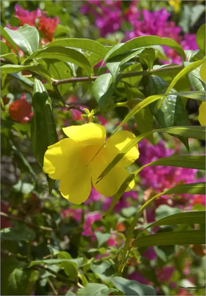 Dominican Republic, tropical flowers