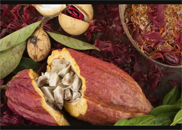 Nutmeg, bay leaf and cocoa at the spice plantation in Grenada
