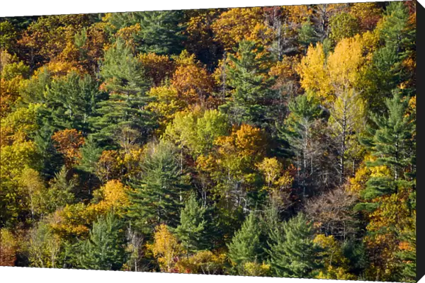 Autumn colours, Haliburton, Ontario