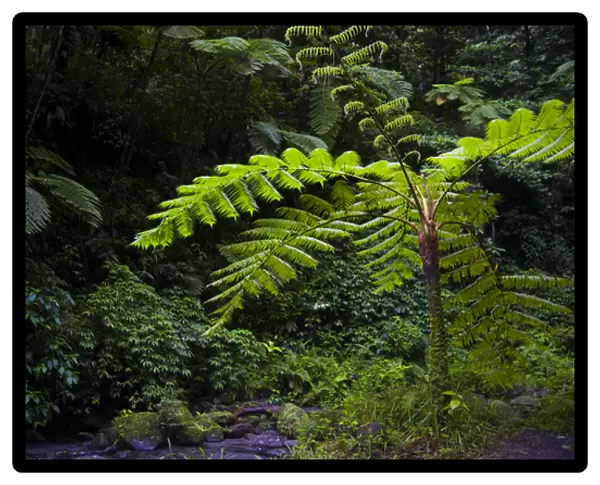 MARTINIQUE. French Antilles. West Indies. Tree fern (Cyathea spp. ) in the Gorge of