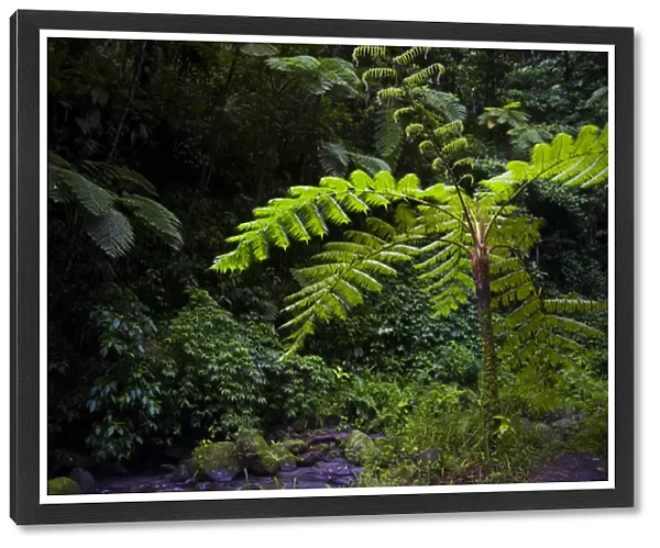 MARTINIQUE. French Antilles. West Indies. Tree fern (Cyathea spp. ) in the Gorge of