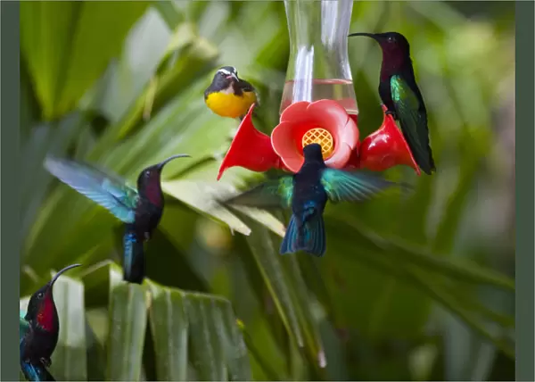 MARTINIQUE, French Antilles, West Indies, Purple-throated Carib hummingbirds (Eulampis