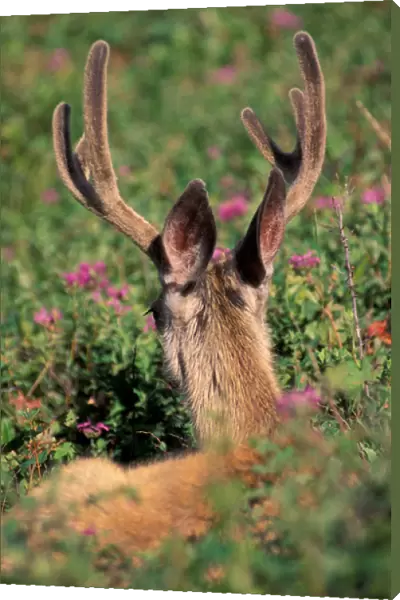 North America, Canada, Alberta, Waterton Lakes NP, Blacktail or Mule deer (Odocoilius