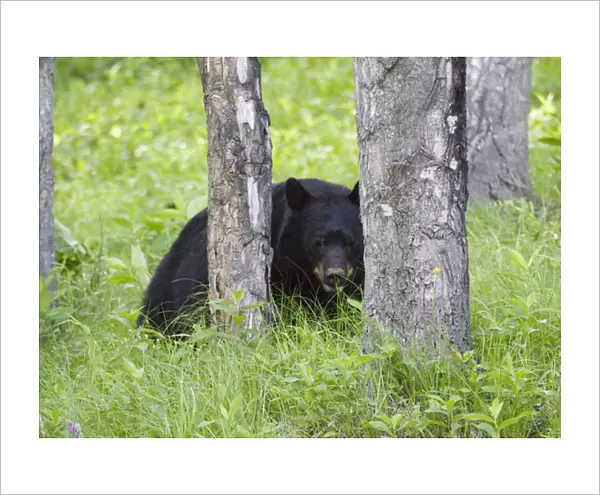 Black bear in Banff, Alberta, Canada