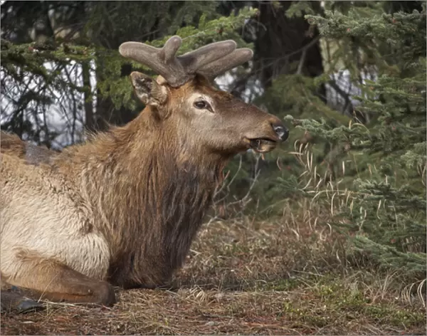 Elk (Cervus canadensis), Banff, Banff National Park, Alberta, Canada