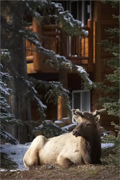 Elk (Cervus canadensis), Banff, Banff National Park, Alberta, Canada