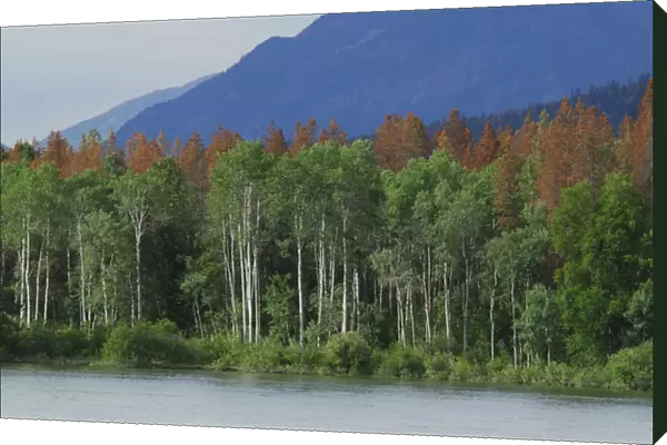 Canada: British Columbia, near Barriere, North Thompson River, aspen trees, dead