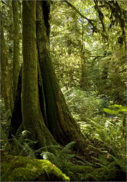 Temperate rain forest, Gibsons, BC, Canada