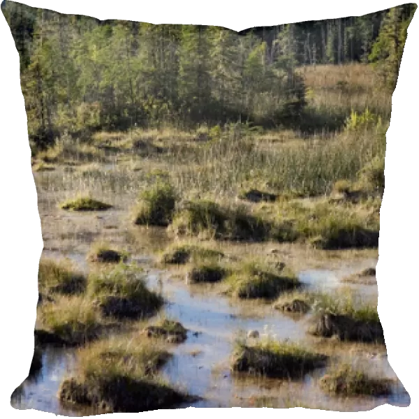 Swamps created by the hot springs near Laird River in Hotsprings Provincial park