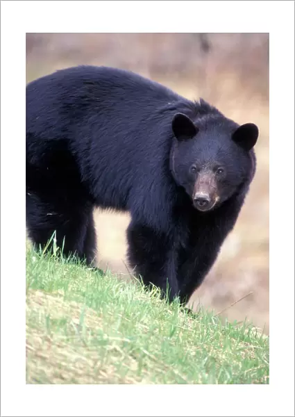Canada, British Columbia, Black Bear (Ursus americanus) feeds on spring grass shoots