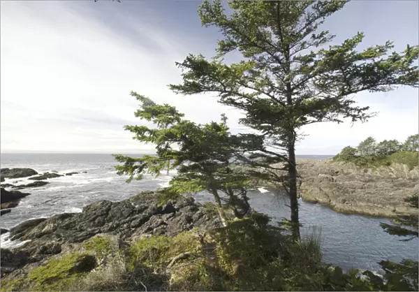 Along the Wild Pacific Trail, Pacific Rim National Park Reserve, Ucluelet, British Columbia