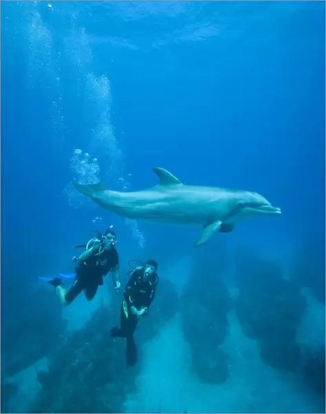 Bahamas, Grand Bahama Island, Freeport, Scuba diver swimming with captive Bottlenose Dolphin