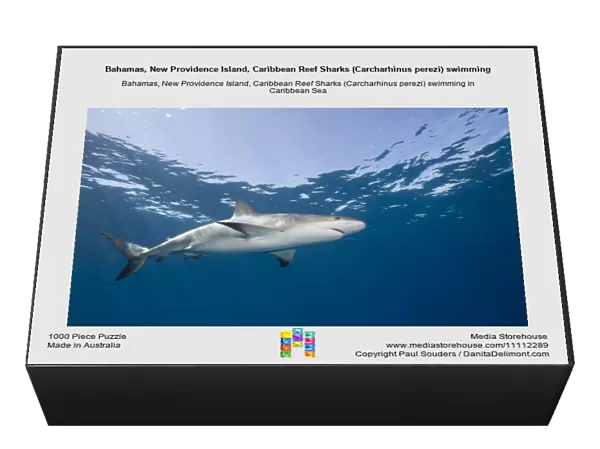 Bahamas, New Providence Island, Caribbean Reef Sharks (Carcharhinus perezi) swimming