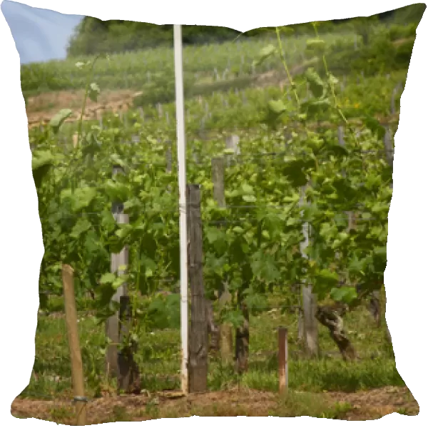 A white sign in the vineyard saying Chateau La Gaffeliere Gaffeliere 1st, premier