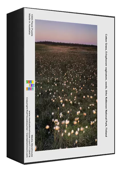 Cotton Grass, Eriophorum vaginatum, seeds, Urho Kekkonen National Park, Finland