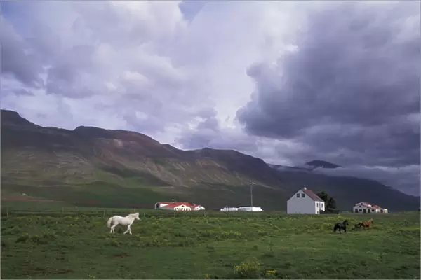 Iceland, North West Islands, Vatnasdalsholar Hills Horse farm with mountains in background