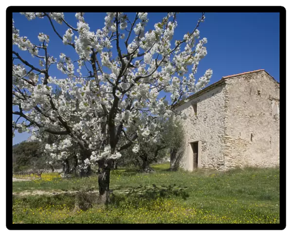 Spring time in Provence, Vaucluse, France