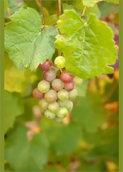 03. France, Burgundy, Denice, Beaujolais white grapes on vine in Autumn